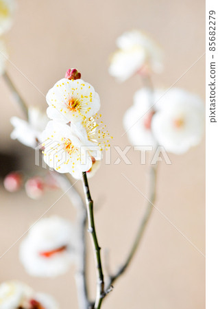 Plum blossom white plum 85682279