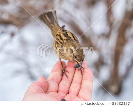 Sparrow eats seeds from a man's hand 85682327