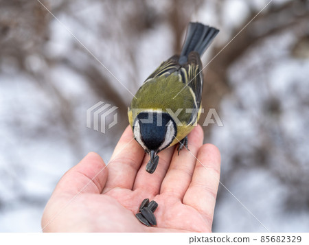 A tit sits on a man's hand and eats seeds. 85682329