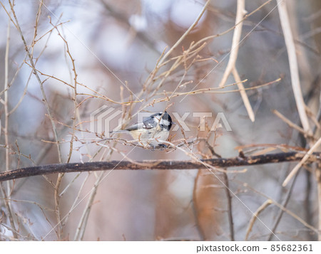 Beautiful bird Coal tit, lat. Periparus ater, sitting on a branch without leaves in the autumn or winter. 85682361