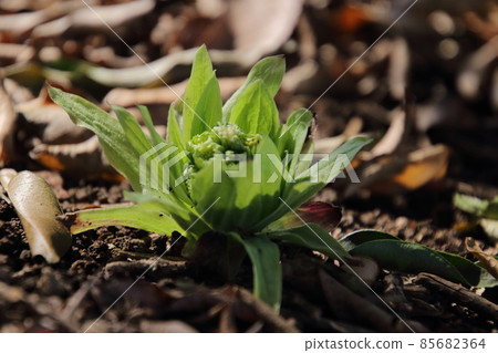 Spring sprout fukinoto Spring sprout fukinoto 85682364