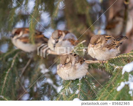 Four Sparrows sits on a fir branch in the autumn or winter 85682365