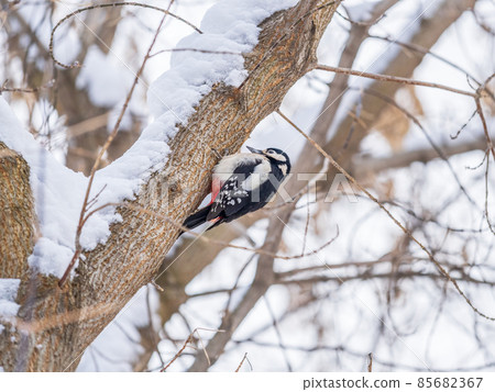 Little woodpecker sits on a tree trunk with snow in winter. The great spotted woodpecker, Dendrocopos major 85682367