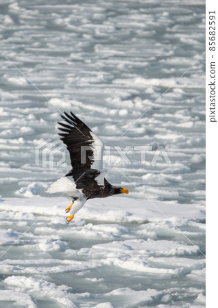 Great eagle flying on ice floe 85682591