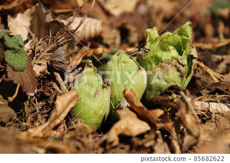 Spring sprout fukinoto 85682622