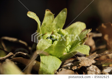 Spring sprout fukinoto 85682625
