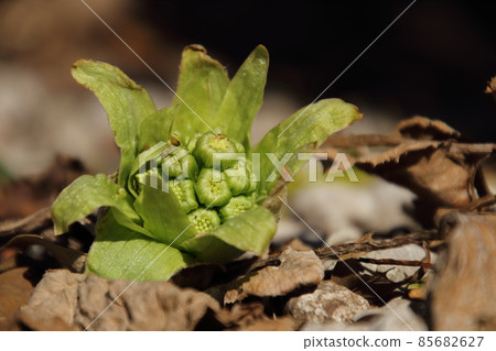 Spring sprout fukinoto 85682627