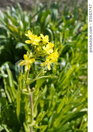 米布油菜花 85683747