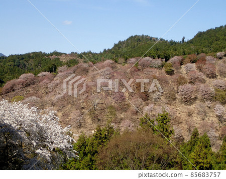 Yoshino's cherry tree Yoshino's cherry tree 85683757