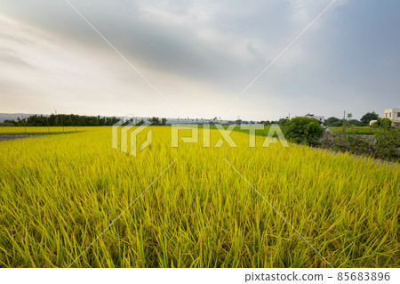 台灣,南部鄉村,金黃色稻田,稻田,台湾、南部の田園地帯、黄金色の田んぼ、田んぼ、Taiwan, 台灣,南部鄉村,金黃色稻田,稻田,台湾、南部の田園地帯、黄金色の田んぼ、田んぼ、Taiwan, 85683896