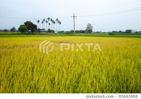 Taiwan, southern countryside, golden rice fields, rice fields, Taiwan, southern countryside, golden fields, fields, Taiwan, 85683908