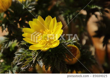 Yellow Boots in Hanno Robai Garden Yellow Boots in Hanno Robai Garden 85684025