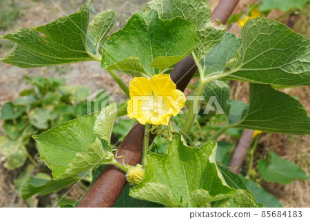 Fuyuki flower Fuyuki flower 85684183