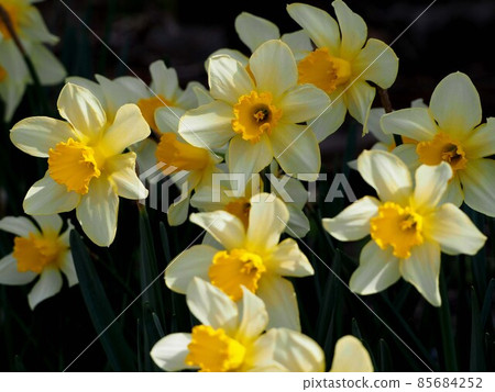 A lot of daffodil flowers! (White and yellow daffodils bathed in sunlight through the trees) A lot of daffodil flowers! (White and yellow daffodils bathed in sunlight through the trees) 85684252
