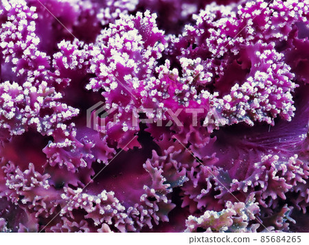 Frosted leaf peony Frosted leaf peony 85684265