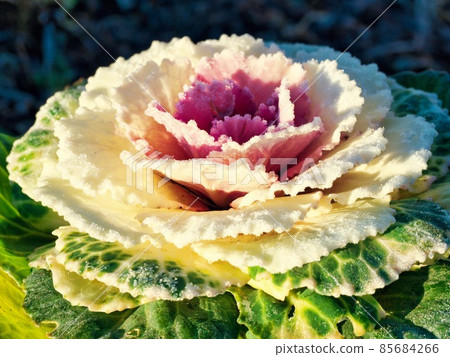 Frosted leaf peony 85684266