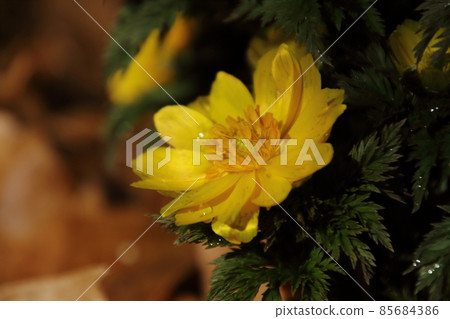 Yellow Boots in Hanno Robai Garden Yellow Boots in Hanno Robai Garden 85684386