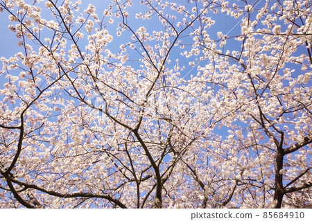 Warm current cherry blossoms in full bloom in the blue sky Warm current cherry blossoms in full bloom in the blue sky 85684910