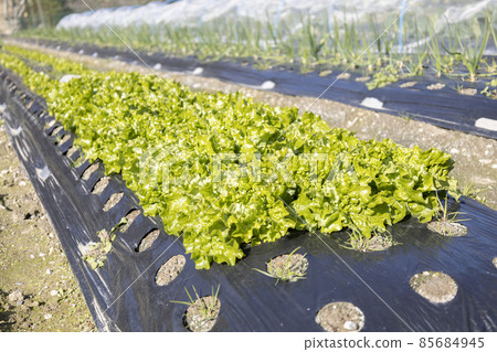 Lettuce field Lettuce field 85684945