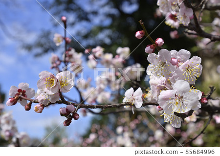 Hiratsuka Shrine Plum blossom Hiratsuka Shrine Plum blossom 85684996
