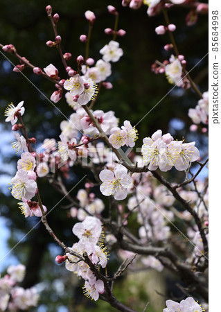 平塚神社梅花 平塚神社梅花 85684998