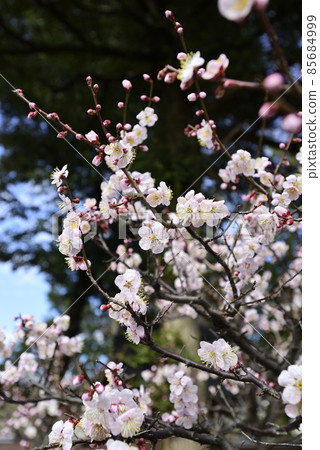 Hiratsuka Shrine Plum blossom Hiratsuka Shrine Plum blossom 85684999