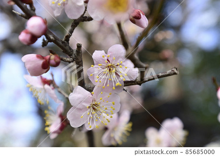 Hiratsuka Shrine Plum blossom 85685000