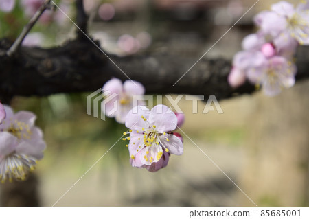 平塚神社梅花 平塚神社梅花 85685001
