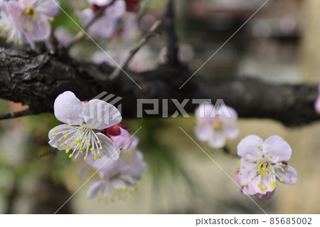 平塚神社梅花 平塚神社梅花 85685002