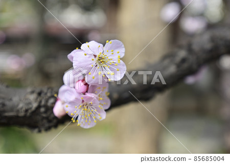 Hiratsuka Shrine Plum blossom Hiratsuka Shrine Plum blossom 85685004