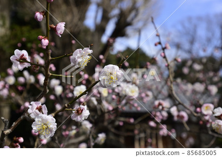 Hiratsuka Shrine Plum blossom Hiratsuka Shrine Plum blossom 85685005