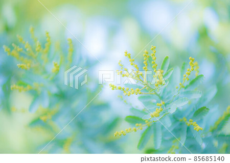 Early spring mimosa buds 85685140