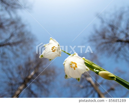 The arrival of spring: White flowers of snowflake 85685289