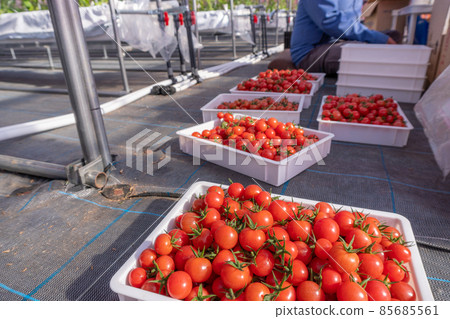 收穫自家種植的櫻桃番茄 85685561