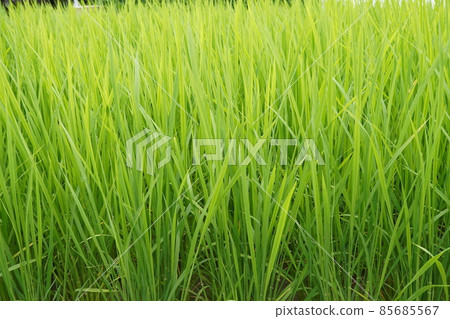 Rice 85685567