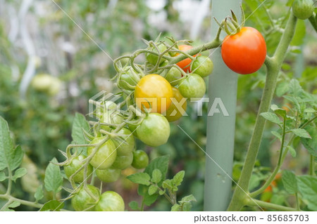 Petit tomatoes Petit tomatoes 85685703