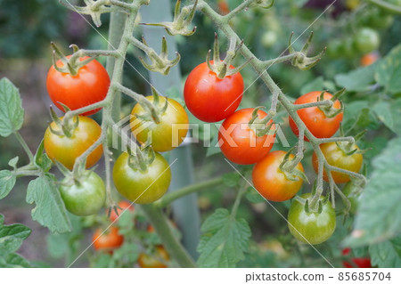 Petit tomatoes Petit tomatoes 85685704