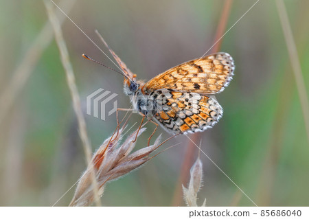 An upward angle closeup of the Glanville Fritillary butterfly, Melitaea cinxia with open wings in the grass 85686040