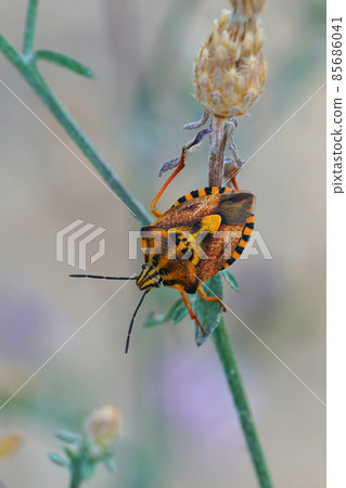 Vertical closeup on a colorful shieldbug from the Mediterranean area, Carpocoris pudicus 85686041