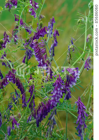 Closeup on the bicolored blue hairy or winter vetch, Vicia villosa Closeup on the bicolored blue hairy or winter vetch, Vicia villosa 85686060