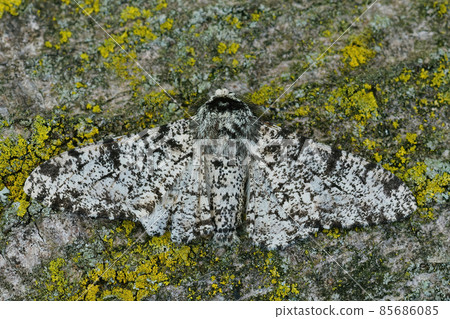 Closeup of the white speckled form of the peppered moth ,Biston betularia, with open wings on a piece of bark 85686085