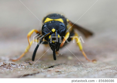 Detailed frontal closeup of a potter wasp species , Ancistrocerus nigricornis 85686086