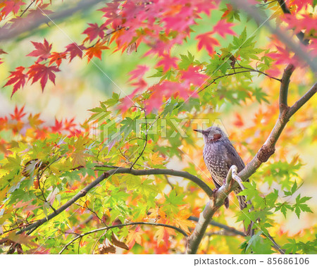 Bulbul perched on autumn leaves The red cheeks are accented and match the autumn leaves 85686106