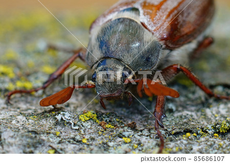 Frontal closeup on the head and antenaa of the cockchafer, Melolontha melolontha Frontal closeup on the head and antenaa of the cockchafer, Melolontha melolontha 85686107