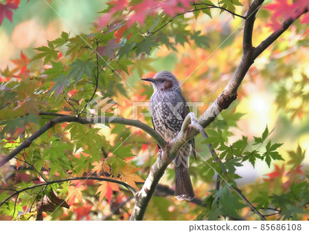 Bulbul perched on autumn leaves The red cheeks are accented and match the autumn leaves 85686108
