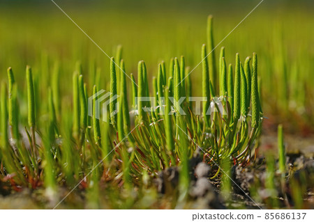 An aggregation of the rare and rather unusual blossoming plant, the tiny moustail, Myosurus minimus An aggregation of the rare and rather unusual blossoming plant, the tiny moustail, Myosurus minimus 85686137