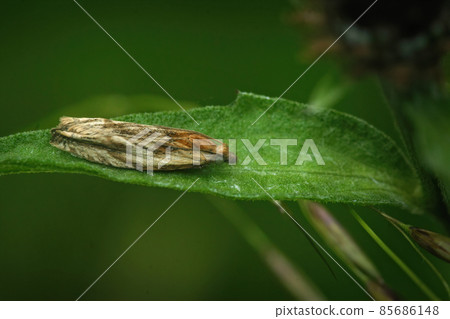 Closeup of the small hoary bell moth, Eucosma cana in the late evening sitting on a green leaf Closeup of the small hoary bell moth, Eucosma cana in the late evening sitting on a green leaf 85686148