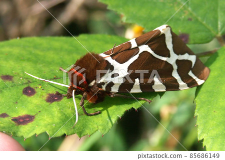 Closeup on the colorful Garden tiger moth, Arctia caja, sitting on top of a green leaf Closeup on the colorful Garden tiger moth, Arctia caja, sitting on top of a green leaf 85686149