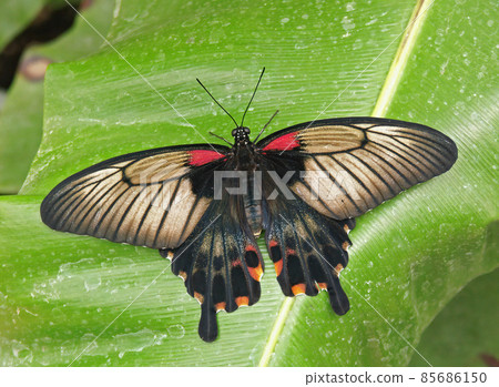 Closeup on a colorful tropical butterfly with open wings on a Banana leaf in Knokke, Belgium Closeup on a colorful tropical butterfly with open wings on a Banana leaf in Knokke, Belgium 85686150