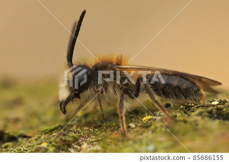 Closeup of a male Small sallow mining bee, Andrena praecox sitting on wood in the field 85686155